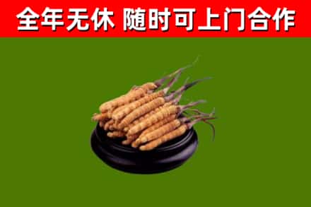 余庆县回收散虫草