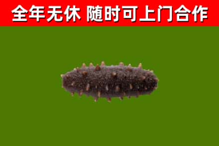 余庆县回收海参干